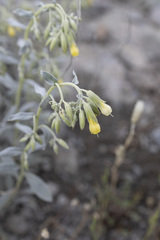 Onosma sericea, photograph Denys Vynokurov, CC BY, iNaturalist via GBIF