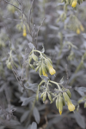 Onosma sericea, photograph 4