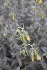 Onosma sericea, photograph Denys Vynokurov, CC BY, iNaturalist via GBIF