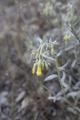 Onosma sericea, photograph Denys Vynokurov, CC BY, iNaturalist via GBIF