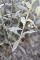 Onosma sericea, photograph Denys Vynokurov, CC BY, iNaturalist via GBIF