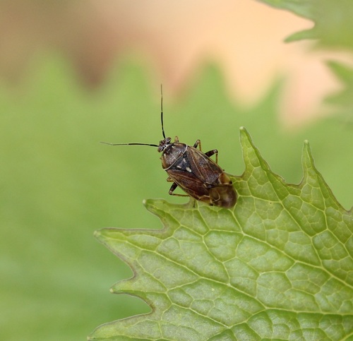 Tarnished plant bug