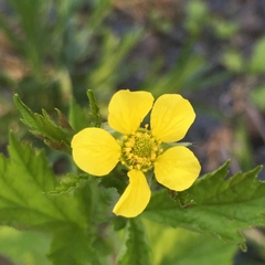Geum macrophyllum macrophyllum