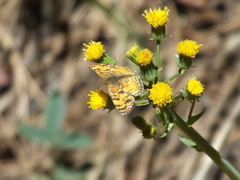 Phyciodes mylitta