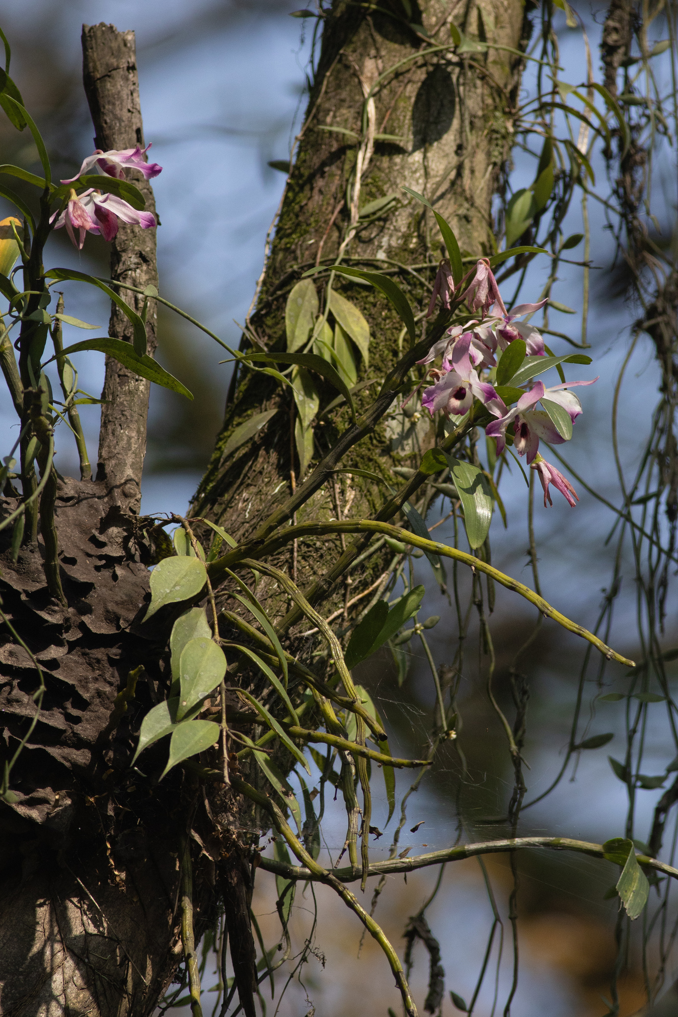 Imagem de Orquídea bambu