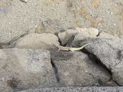 Microlophus peruvianus