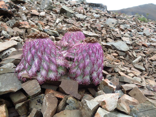 Snow lotus (Saussurea medusa)