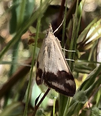 Pyrausta semirubralis