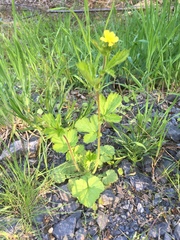 Geum macrophyllum macrophyllum