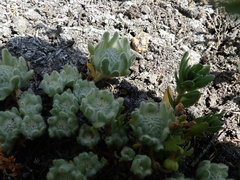 Psilocarphus brevissimus