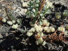 Psilocarphus brevissimus