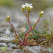 Saxifraga cintrana - Photo (c) Thierry Arbault, some rights reserved (CC BY), uploaded by Thierry Arbault