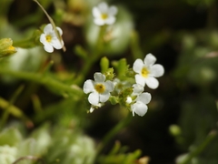 Plagiobothrys humistratus
