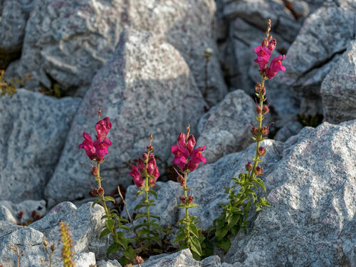 Antirrhinum linkianum