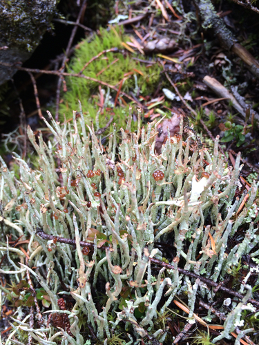Bighorn Lichen