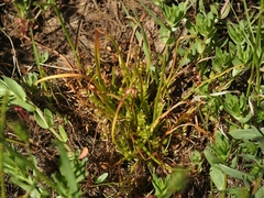 Triglochin scilloides