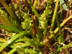 Triglochin scilloides