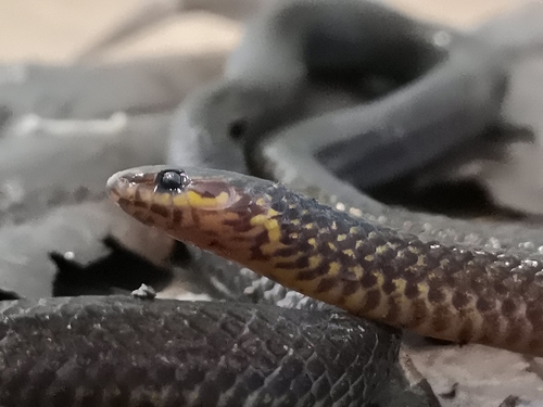 Yellow-spotted Reed Snake