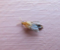 Distremocephalus texanus