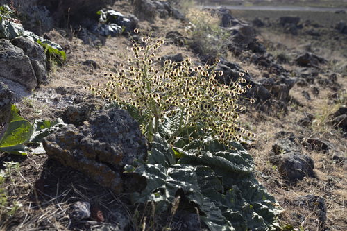 Syrian rhubarb (Rheum ribes)