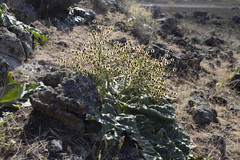 Rheum ribes, photograph (c) Denys Vynokurov, some rights reserved (CC BY)
