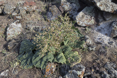 Rheum ribes, photograph (c) Denys Vynokurov, some rights reserved (CC BY)