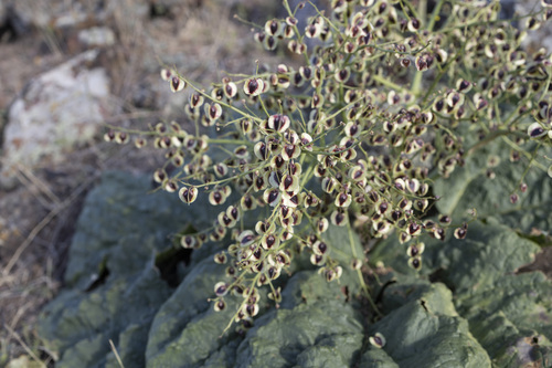 Rheum ribes, photograph 3