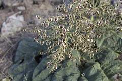 Rheum ribes, photograph (c) Denys Vynokurov, some rights reserved (CC BY)