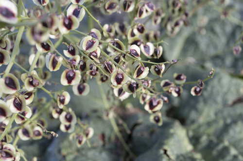 Rheum ribes, photograph 4