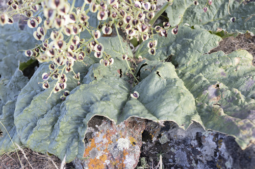 Rheum ribes