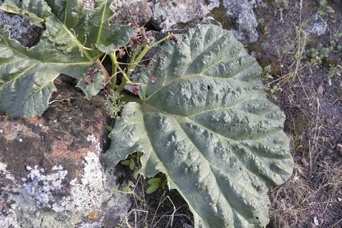 Rheum ribes, photograph 5