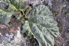 Rheum ribes, photograph (c) Denys Vynokurov, some rights reserved (CC BY)