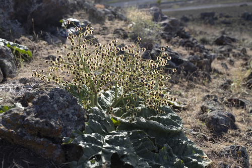 Rheum ribes, photograph 6