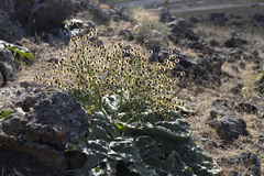 Rheum ribes, photograph (c) Denys Vynokurov, some rights reserved (CC BY)
