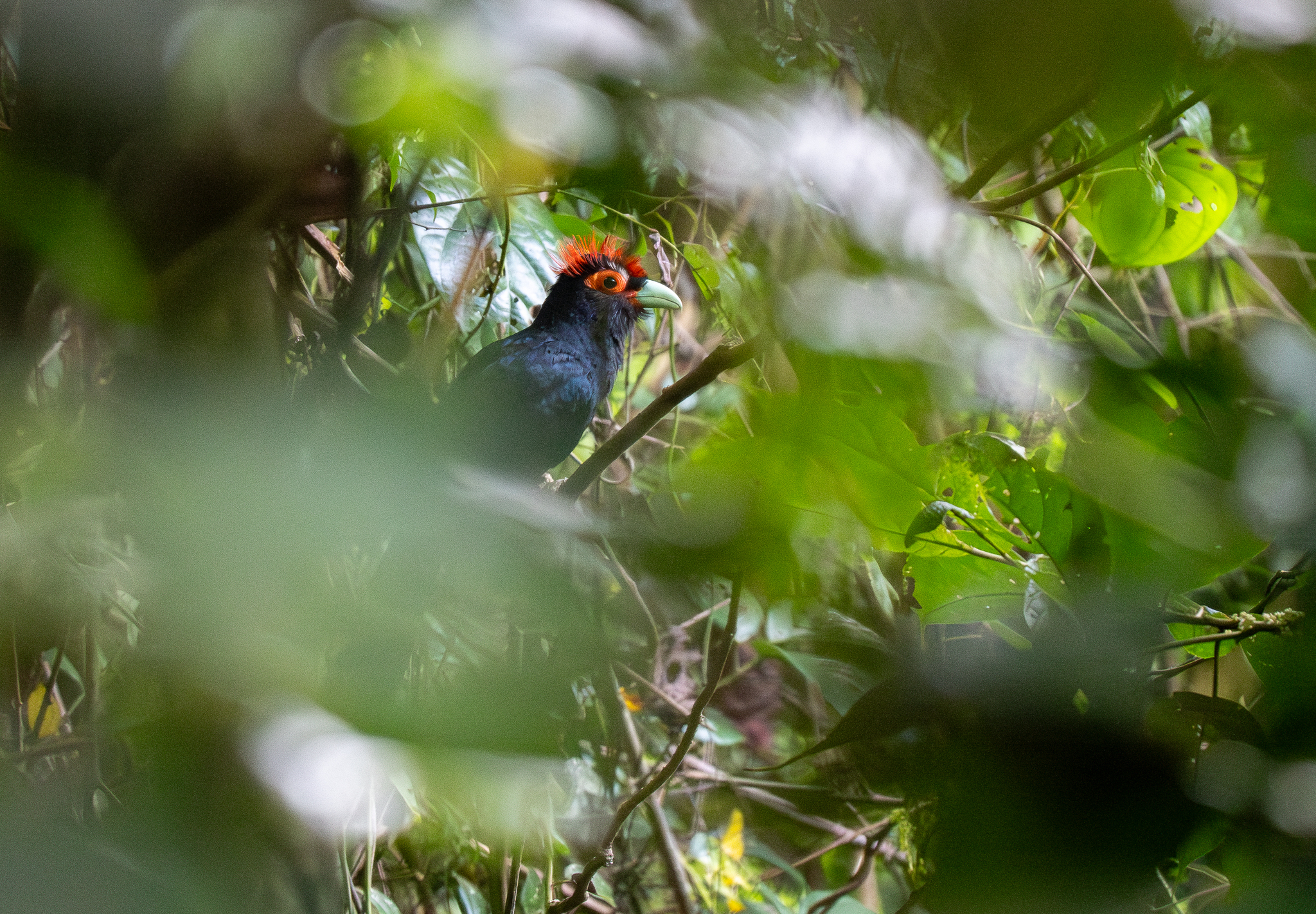 Rough-crested Malkoha (Dasylophus superciliosus), photo 8