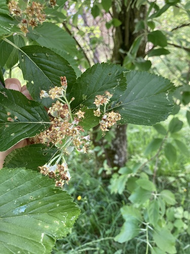 Aria edulis