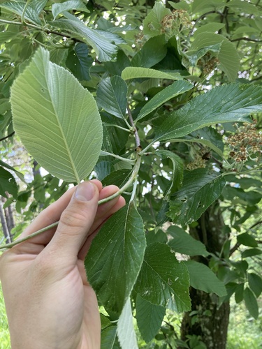 Aria edulis