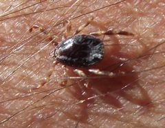 Hyalomma