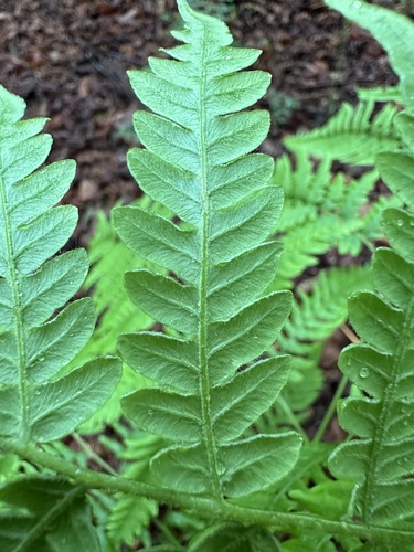 Pteridium aquilinum