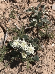 Chamaechaenactis scaposa