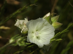 Sidalcea hirsuta