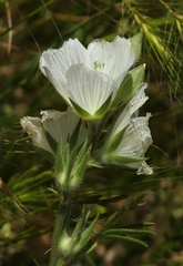 Sidalcea hirsuta