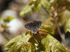 Erynnis pacuvius