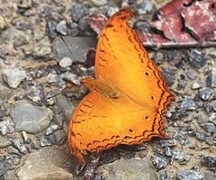 Vindula dejone dajakorum