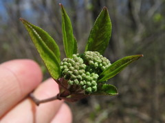 Viburnum lentago