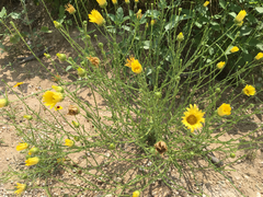 Xanthisma texanum orientale