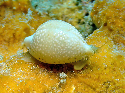 Cypraea cicercula observed 2008-11-01