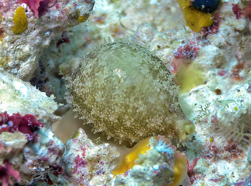 Cypraea cicercula observed 2016-08-16