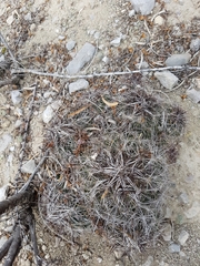 Coryphantha nickelsiae