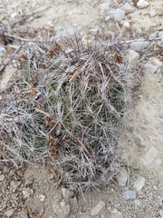 Coryphantha nickelsiae